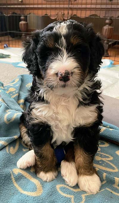 Bernedoodle Puppy