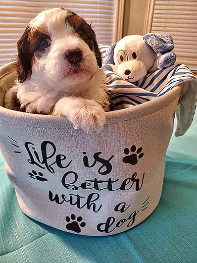 Miniature Bernedoodle Puppy