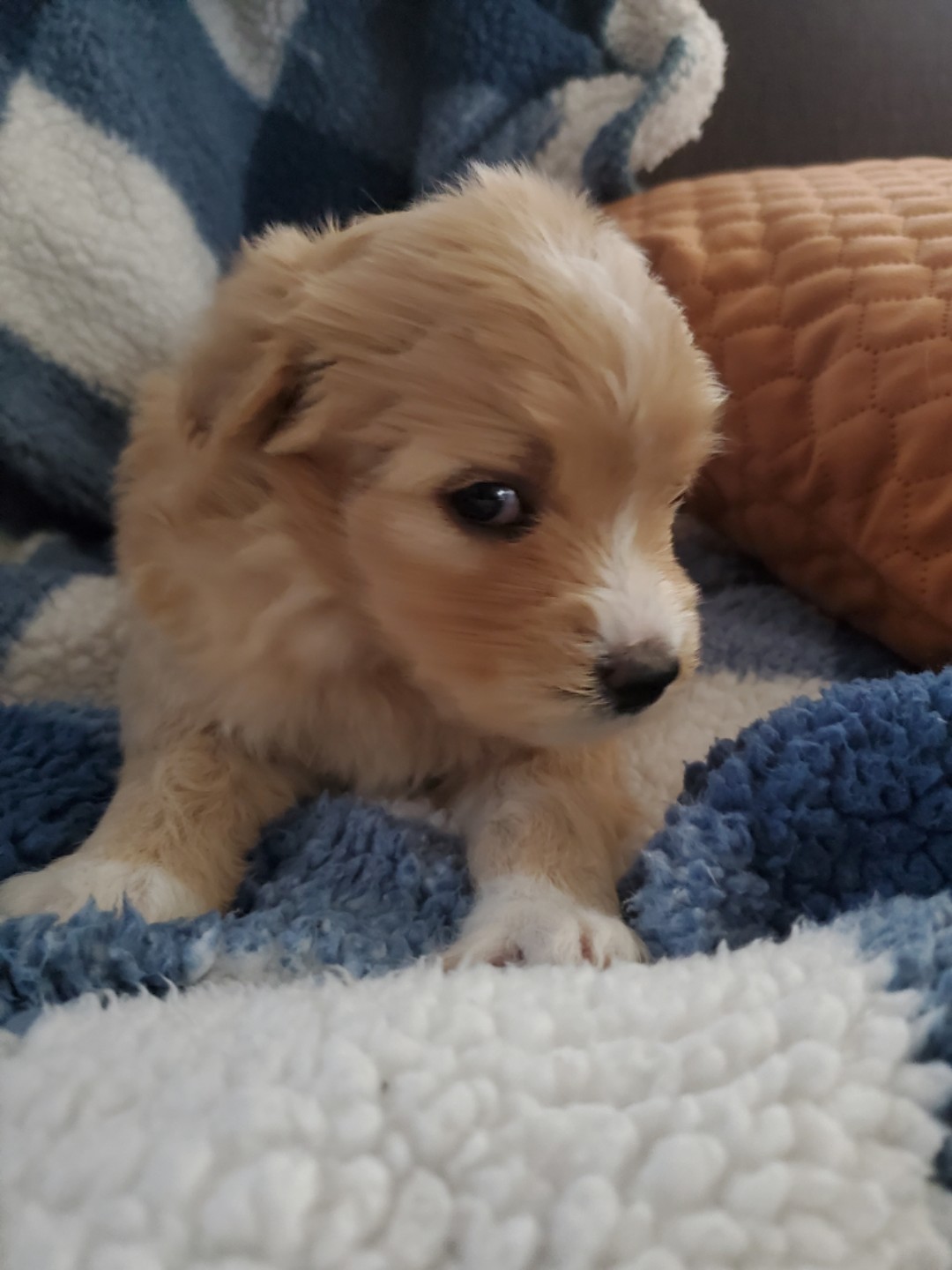 Female Mini Bernedoodle Puppy