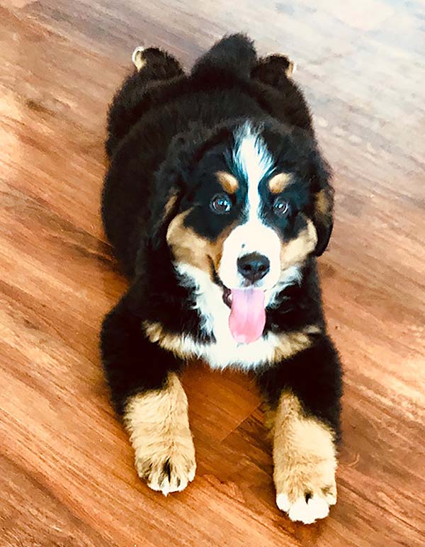 Bernedoodle Puppy