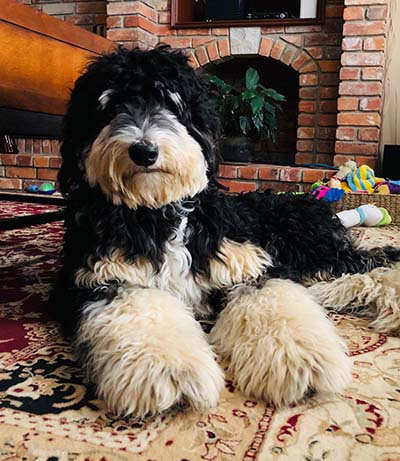 Bernedoodle