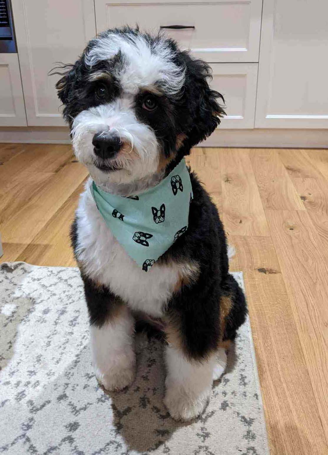 Mini Bernedoodle