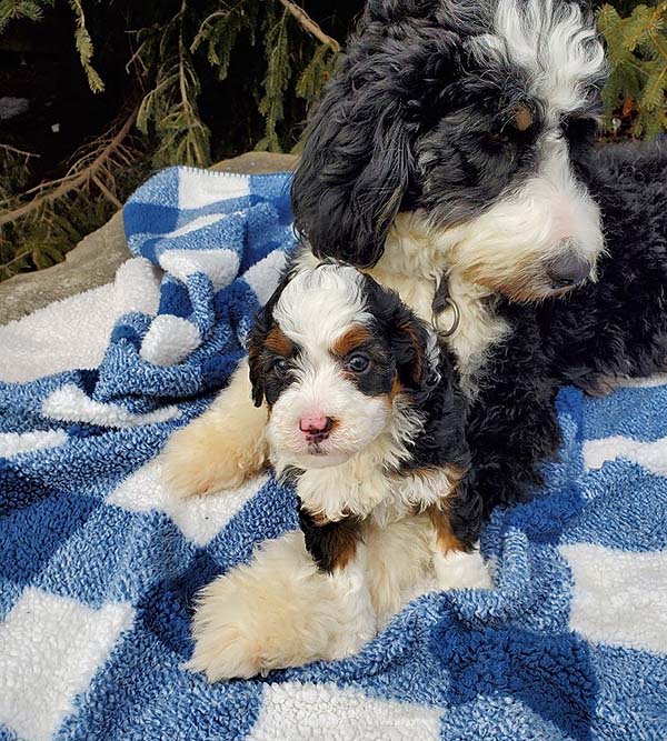 Mini Bernedoodle Puppies