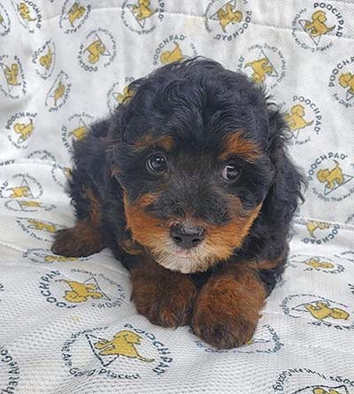 Mini Bernedoodle Puppy