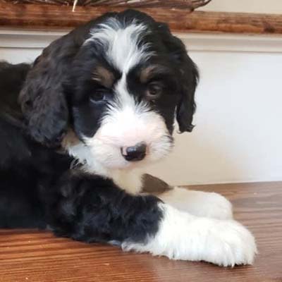 Mini Bernedoodle Puppy