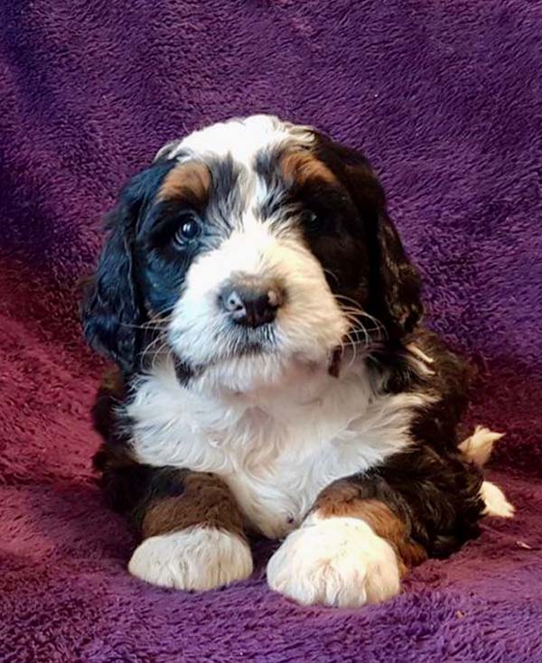 Mini Bernedoodle Puppy