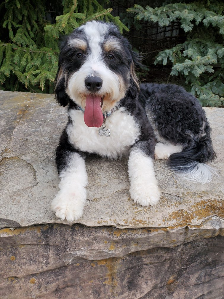 Mini Bernedoodle Puppy