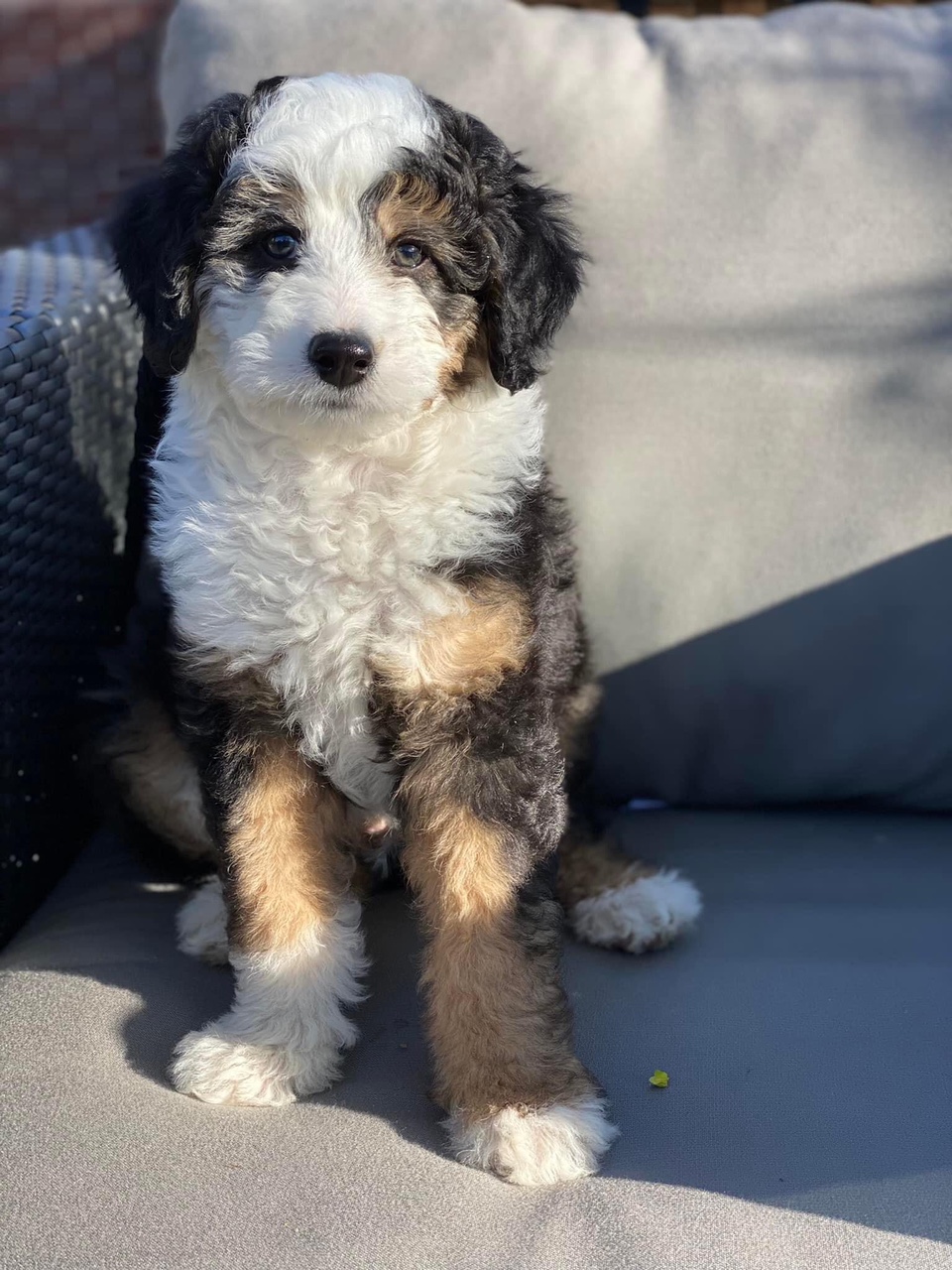 Mini Bernedoodle Puppy