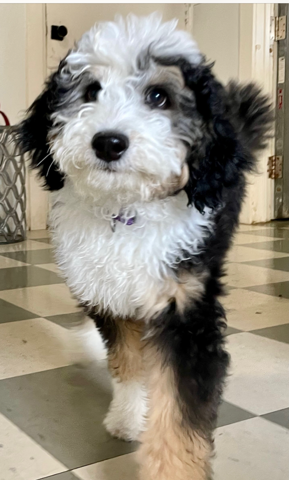 Bernedoodle