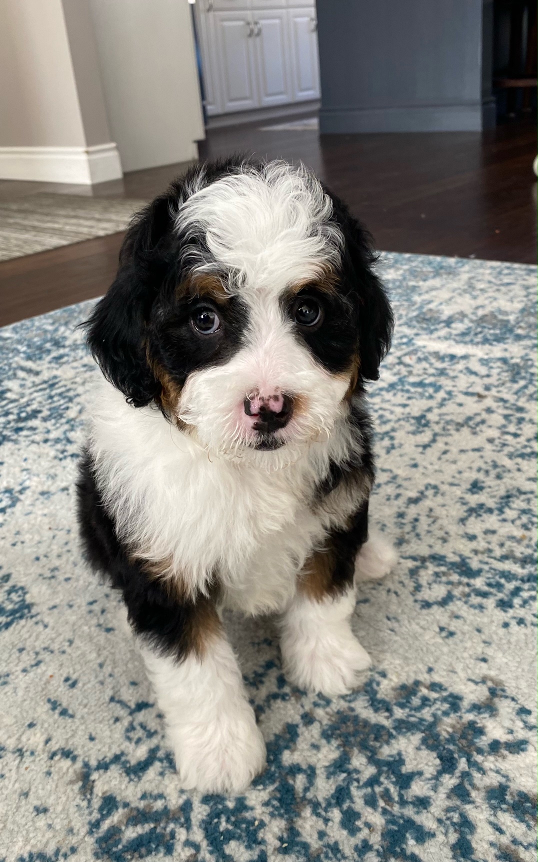 Bernedoodle