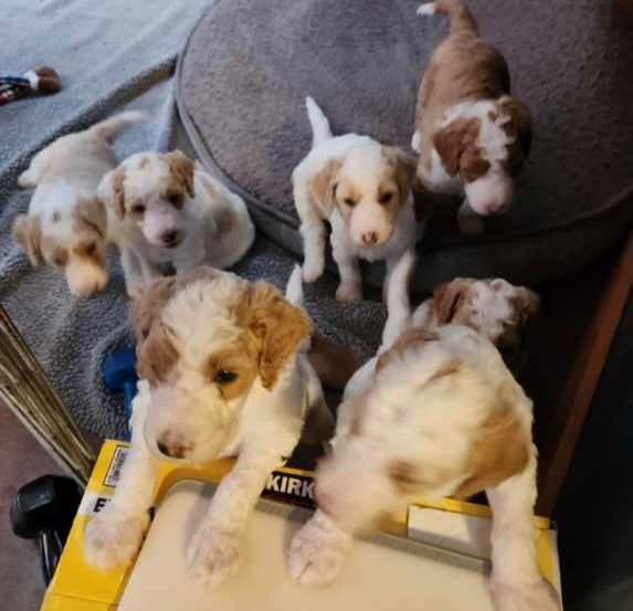 Sheepadoodle Puppies