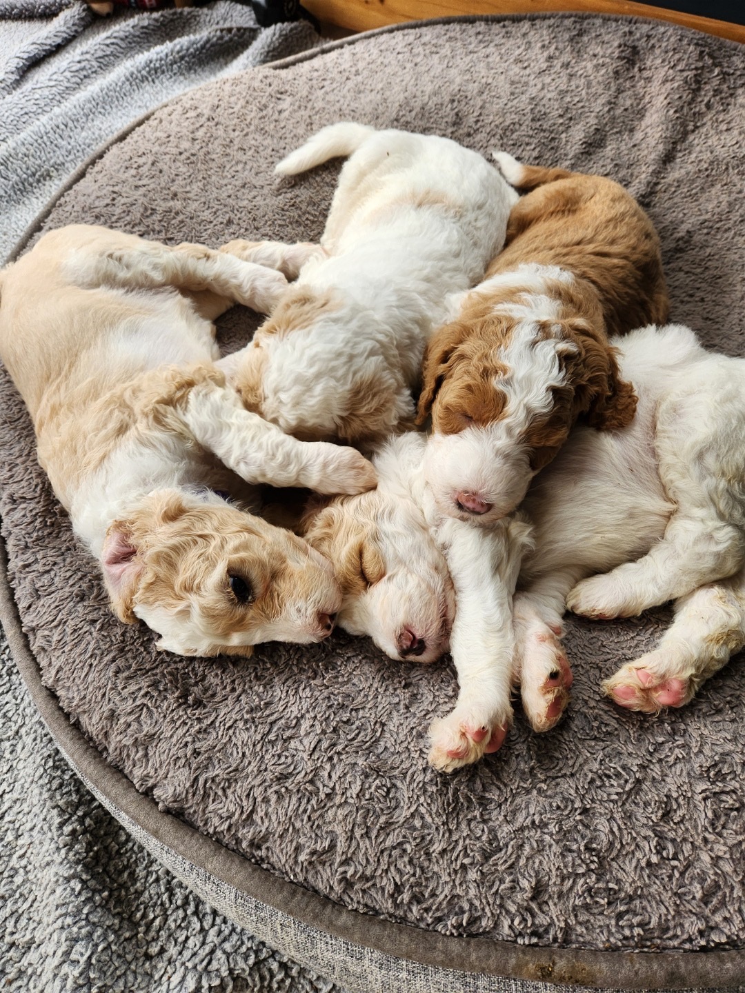 Sheepadoodle Puppies